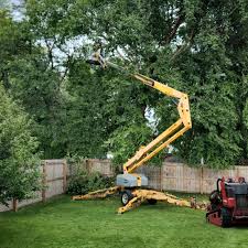 Trusted Waterloo, IA Tree Services Experts