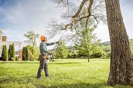 Best Tree Maintenance Programs  in Waterloo, IA