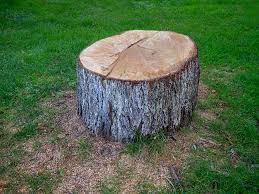 Best Commercial Tree Services  in Waterloo, IA
