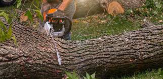 Best Fruit Tree Pruning  in Waterloo, IA
