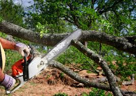 Best Tree Risk Assessment  in Waterloo, IA