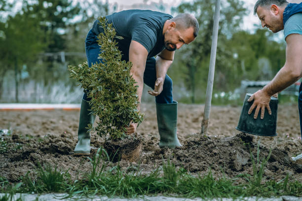 Best Lawn Maintenance Plans  in Waterloo, IA