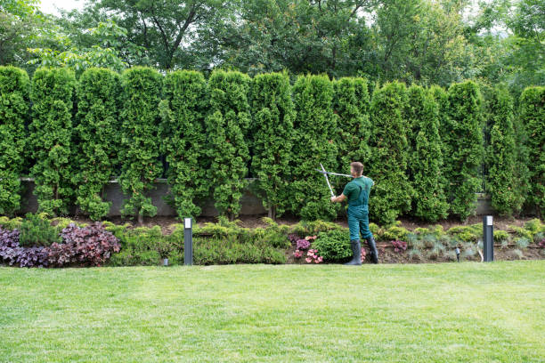 Tree and Shrub Care in Waterloo, IA