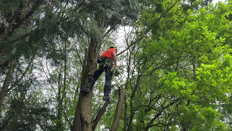 Best Tree and Shrub Care  in Waterloo, IA