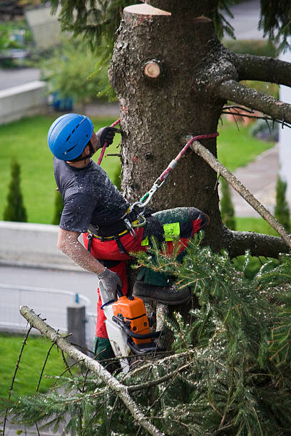 Best Tree Preservation Services  in Waterloo, IA