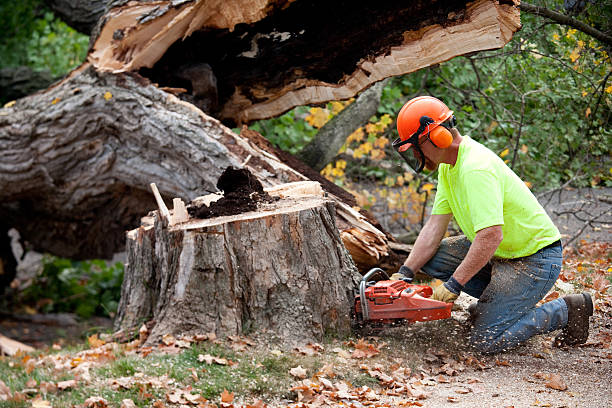 Best Tree Disease Treatment  in Waterloo, IA