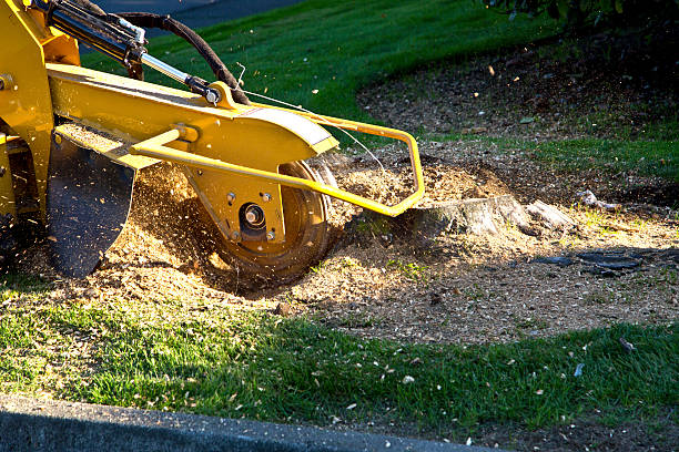 Best Landscape Design and Installation  in Waterloo, IA