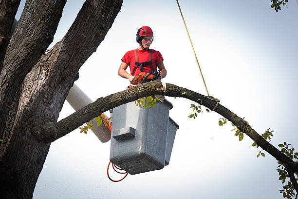 Best Emergency Tree Removal  in Waterloo, IA
