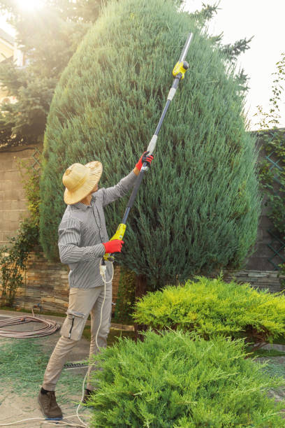 Best Arborist Consultation Services  in Waterloo, IA