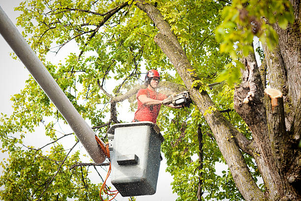 Best Tree Health Inspection  in Waterloo, IA