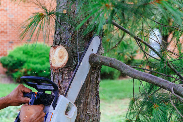 How Our Tree Care Process Works  in  Waterloo, IA